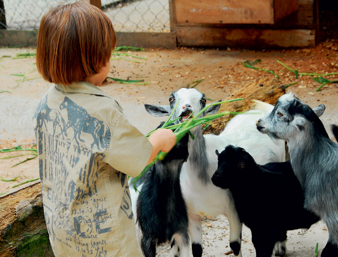 Minifazenda com vários animais de criação, como cabras.