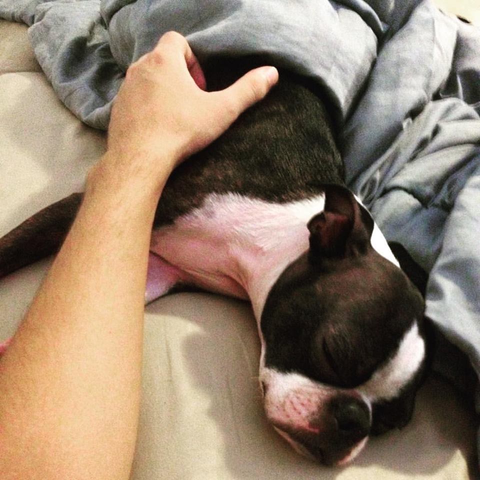 Cachorro Bosco é devolvido cinco dias depois de ter sido roubado