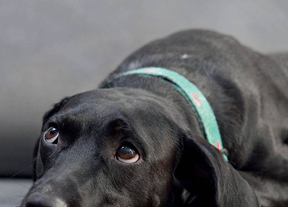 Cachorro abandonado