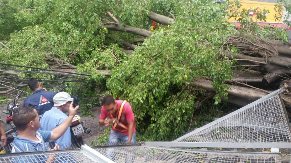 Funcionários fizeram busca por vítimas embaixo da árvore Funcionários fizeram busca por vítimas embaixo da árvore