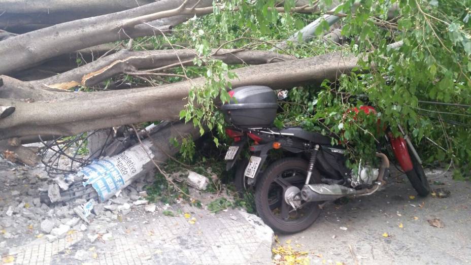 Moto atingida por queda da árvore Moto atingida por queda da árvore
