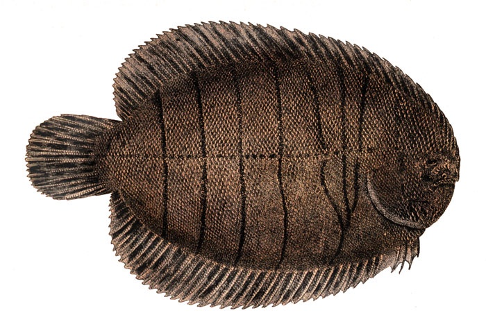 Solha: com baixo teor de calorias e gordura, é vendida a 19 reais o quilo Solha: com baixo teor de calorias e gordura, é vendida a 19 reais o quilo