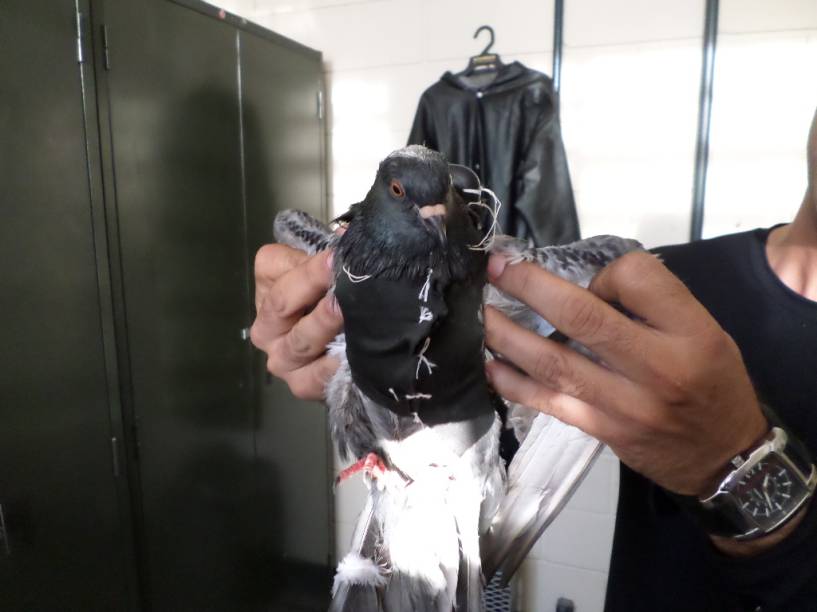 Pombo com celular: ave foi encontrada por agentes na Penitenci&aacute;ria de Parelheiros