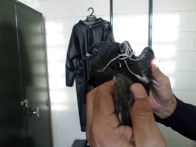 Pombo com celular: dono do aparelho n&atilde;o foi identificado