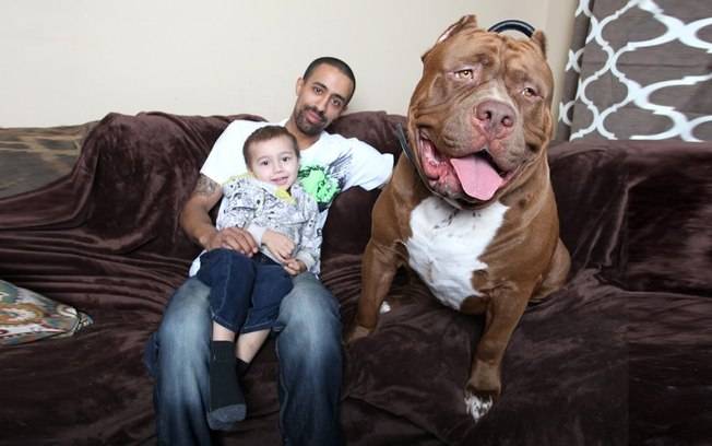 Maior pit bull do mundo tem ninhada avaliada em 1,7 milhões de reais