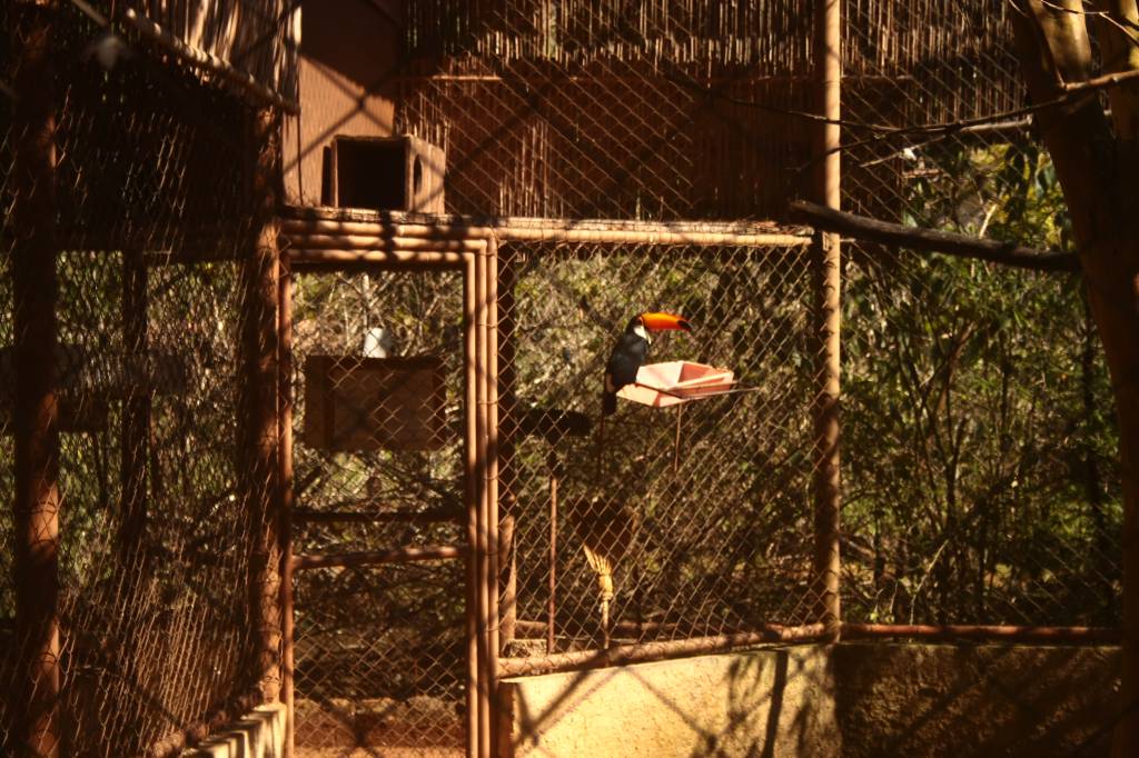 Parque Zoológico Eugênio Walter: o tucano-toco chama a atenção da garotada Parque Zoológico Eugênio Walter: o tucano-toco chama a atenção da garotada
