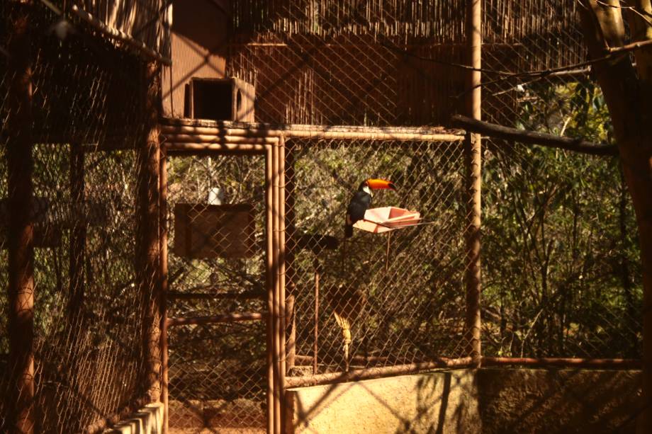 Parque Zool&oacute;gico Eug&ecirc;nio Walter: o tucano-toco chama a aten&ccedil;&atilde;o da garotada