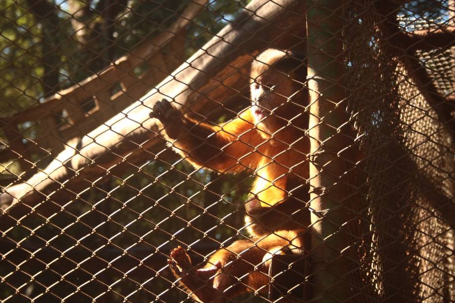 Parque Zool&oacute;gico Eug&ecirc;nio Walter: o macaco-prego Chico &eacute; a estrela do local