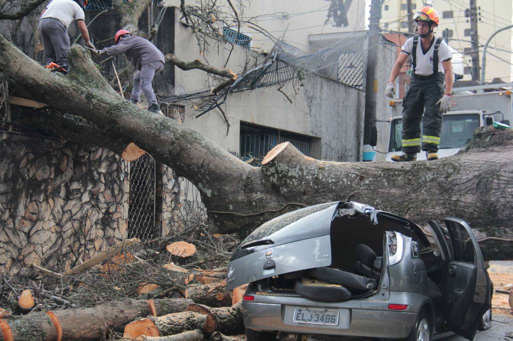 Queda de árvore deixa dois feridos na Zona Norte