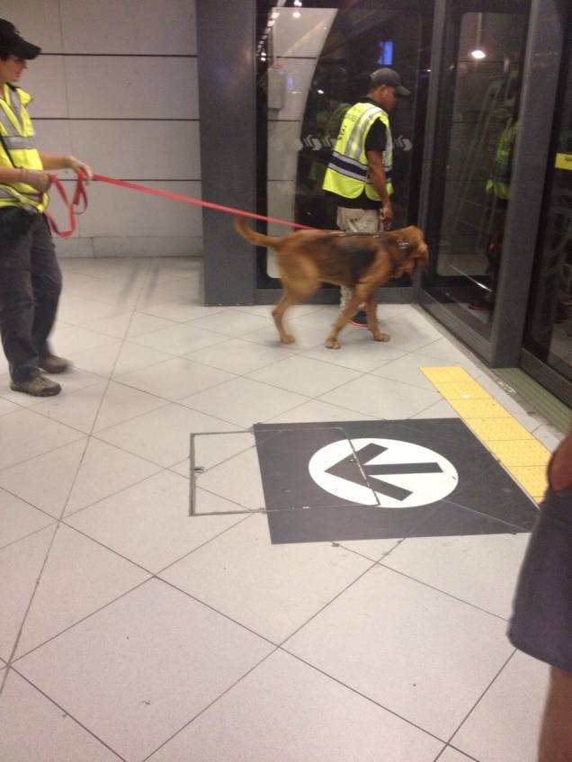 Cão farejou até perto da linha por onde passa a composição Cão farejou até perto da linha por onde passa a composição