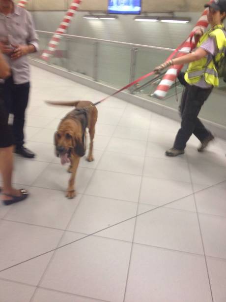 Cão farejou plataformas da Linha 3-Verde e caminhou até a Linha 4-Amarela