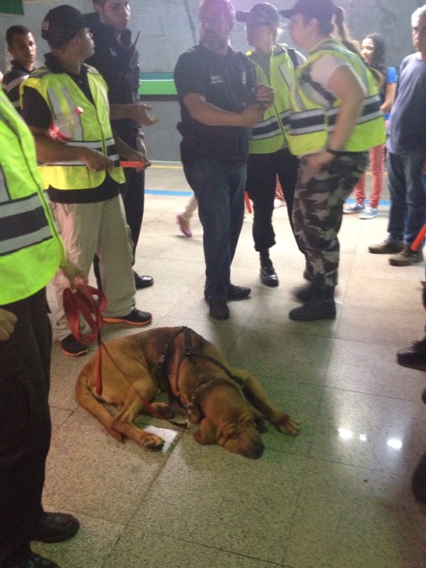 Cão começou sua busca por volta das 17h30 Cão começou sua busca por volta das 17h30