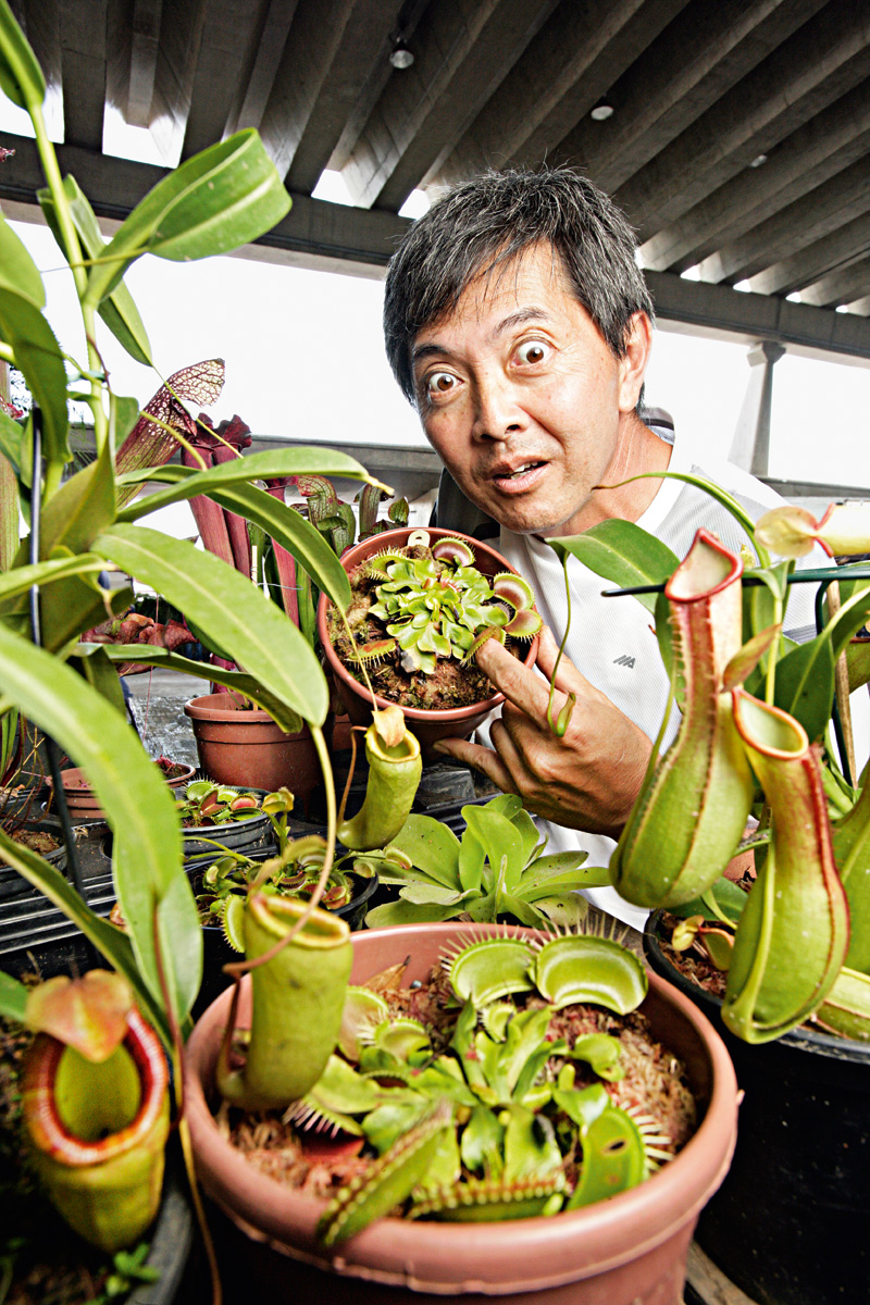 Especializado em plantas carnívoras, vendedor atrai curiosos na Ceagesp