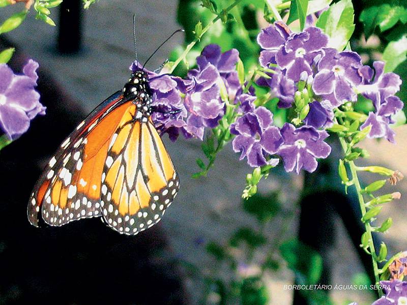 Monarca: de cor laranja, com manchas brancas e pretas, alcan&ccedil;a quase 10 cent&iacute;metros de envergadura e realiza voos baixos e lentos