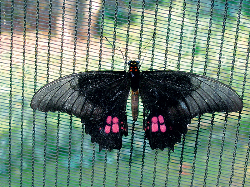 Rosa-de-luto: comum nos jardins, as fêmeas dessa espécie procuram árvores como laranjeiras e limoeiros para depositar os seus ovos Rosa-de-luto: comum nos jardins, as fêmeas dessa espécie procuram árvores como laranjeiras e limoeiros para depositar os seus ovos