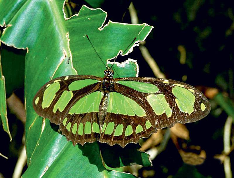 Siproeta: verde com manchas pretas, costuma ser vista em &aacute;reas ensolaradas, onde procura frutos fermentados e n&eacute;ctar para se alimentar
