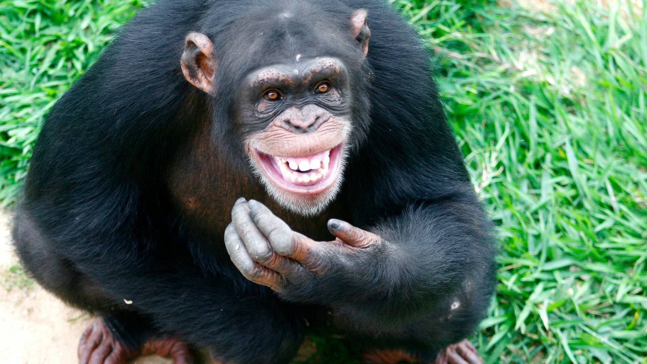 Chimpanzé