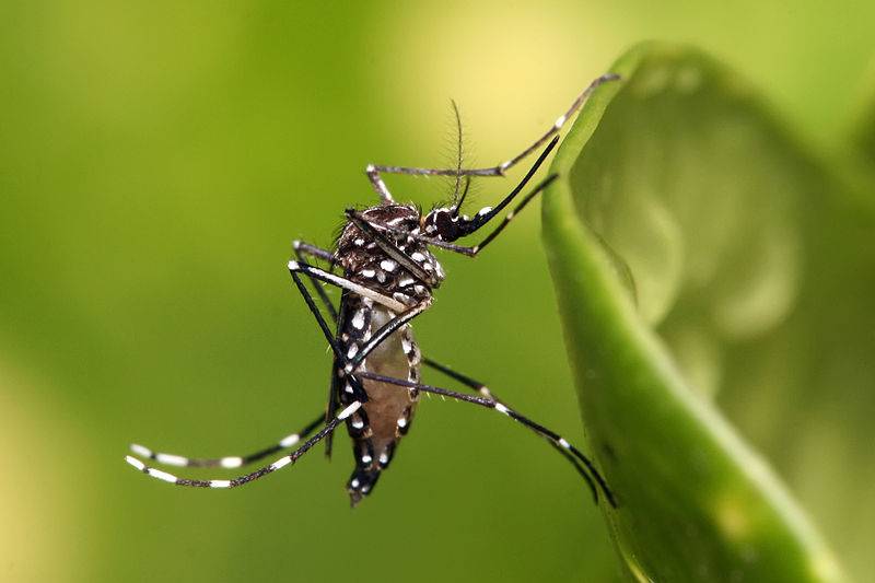Casos de Chikungunya aumentaram 627% em 2016