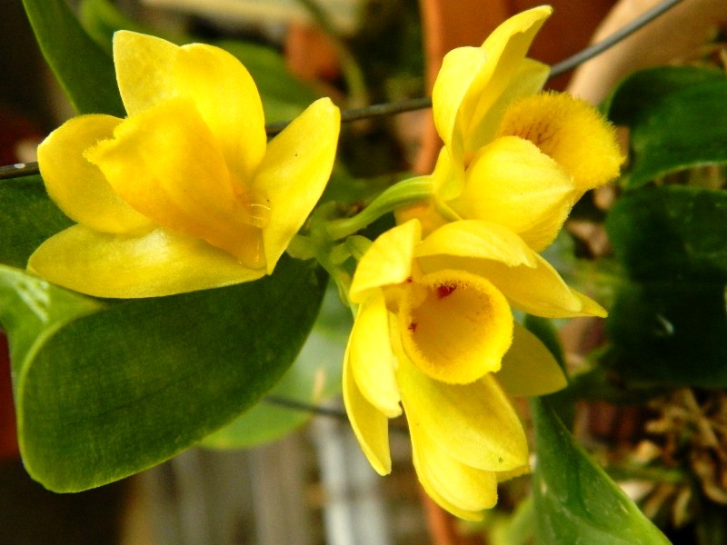 A espécie Dendrobium sulcatum A espécie Dendrobium sulcatum