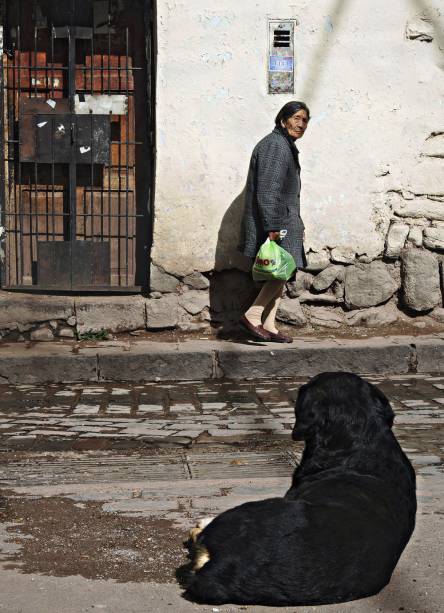 Várias raças foram clicadas Várias raças foram clicadas