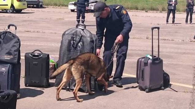 Cães farejam as malas dos passageiros no Marrocos Cães farejam as malas dos passageiros no Marrocos