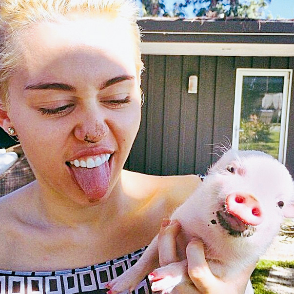 A cantora Miley Cyrus: bicho popular entre celebridades A cantora Miley Cyrus: bicho popular entre celebridades