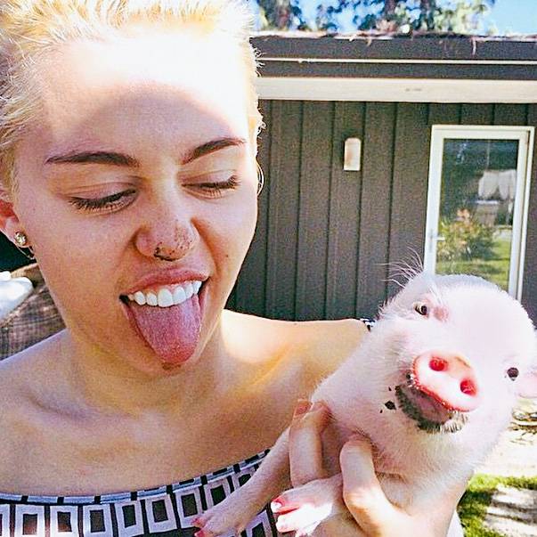 A cantora Miley Cyrus: bicho popular entre celebridades A cantora Miley Cyrus: bicho popular entre celebridades