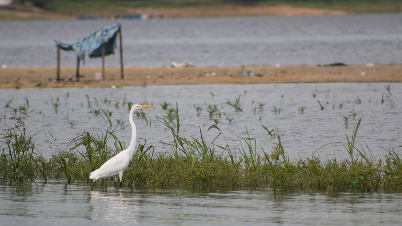 Guarapiranga