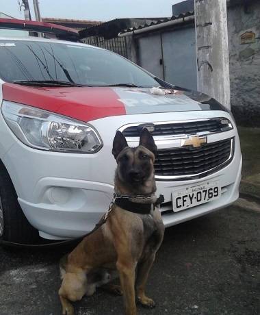 Cão farejador ajuda a prender traficante em Suzano