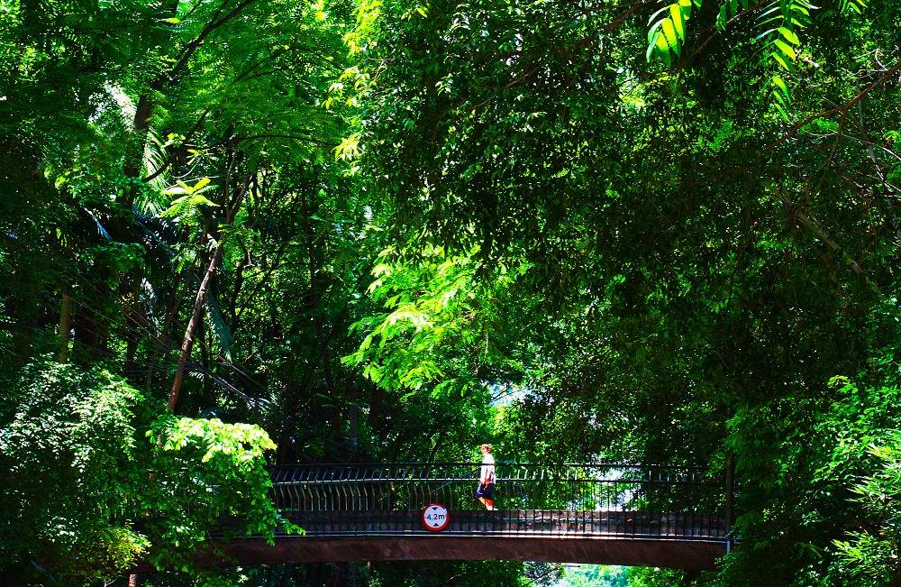 O verde e a passarela do Parque Trianon O verde e a passarela do Parque Trianon