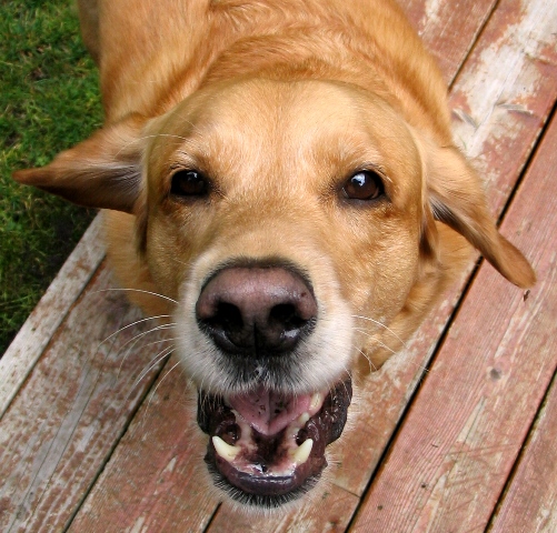 Cachorro