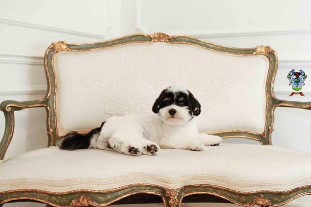 O cão da raça havanese: visita a restaurantes estrelados O cão da raça havanese: visita a restaurantes estrelados