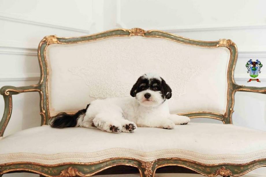 O cão da raça havanese: visita a restaurantes estrelados O cão da raça havanese: visita a restaurantes estrelados