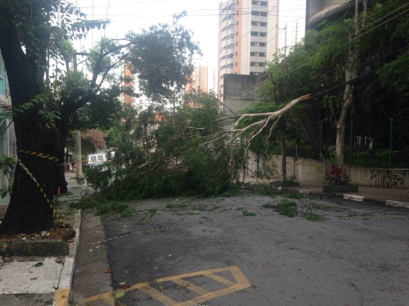 &Aacute;rvore caiu na Rua Capote Valente com a chuva da &uacute;ltima madrugada