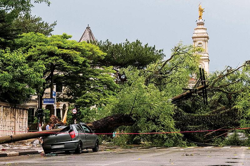 No in&iacute;cio deste ano, &aacute;rvore tombada no centro amassou carro