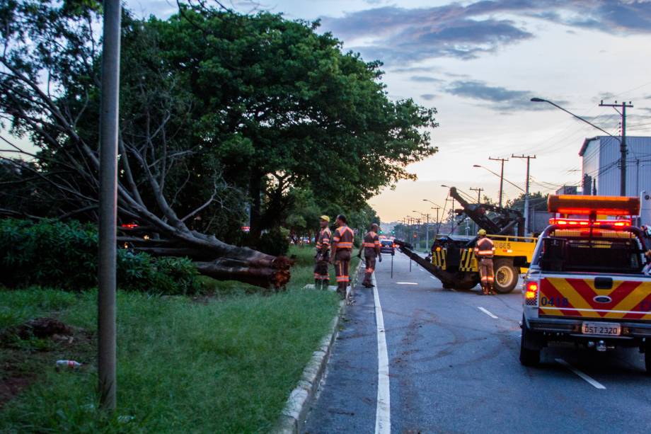 Queda de &aacute;rvore na Zona Sul de S&atilde;o Paulo: regi&atilde;o foi uma das mais prejudicadas na cidade no in&iacute;cio do ano