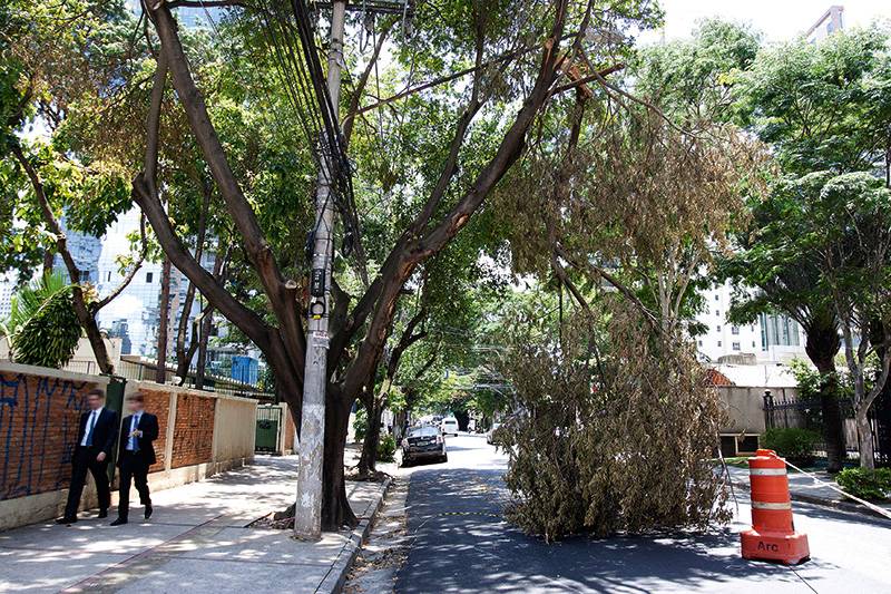 Avenida Hor&aacute;cio Lafer interditada por causa de queda de &aacute;rvore no dia 8 de janeiro