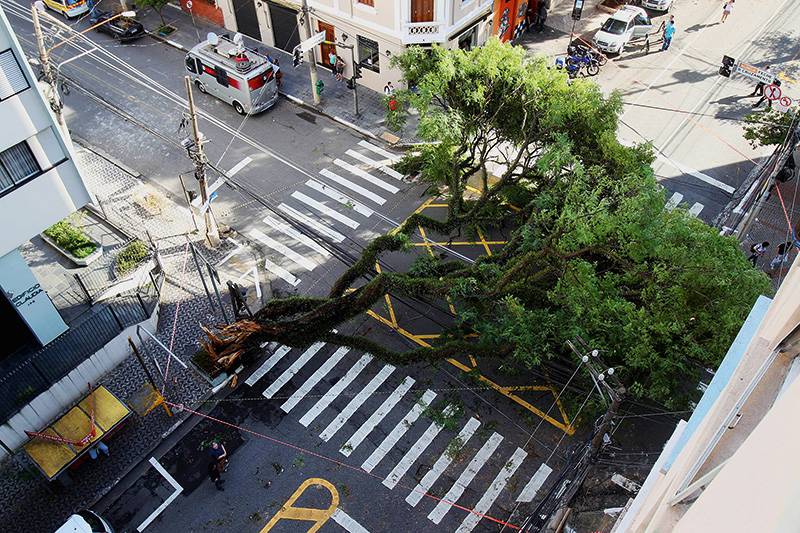 &Aacute;rvore tombada na esquina das ruas Cubat&atilde;o e E&ccedil;a de Queiroz, na Vila Mariana