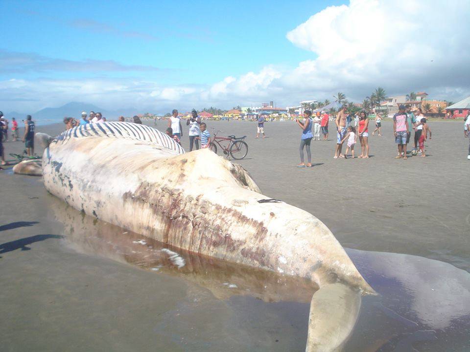 Baleia é encontrada morta no litoral de São Paulo
