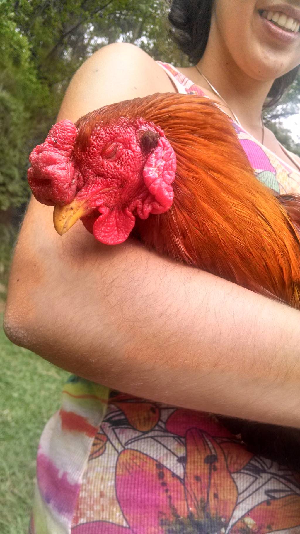 Galo de estimação é figura carimbada no Parque da Aclimação