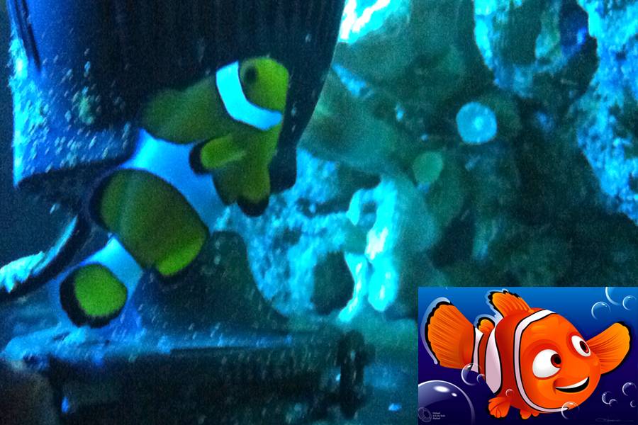 Aqu&aacute;rio de S&atilde;o Paulo apresenta todos os peixes que inspiraram a turminha do filme Procurando Nemo. O personagem principal &eacute; o peixe-palha&ccedil;o
