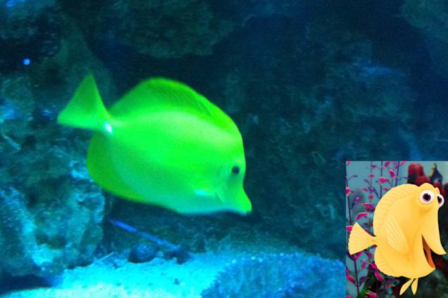 Procurando Nemo: Bubbles foi inspirado no peixe yellow tang Procurando Nemo: Bubbles foi inspirado no peixe yellow tang