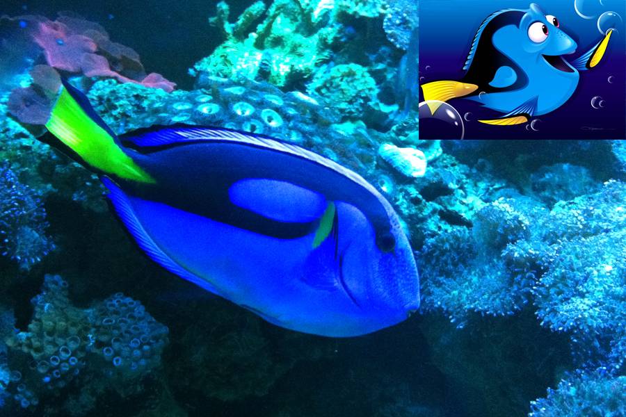 Procurando Nemo: a esp&eacute;cie Blue Tang foi representada em Dory