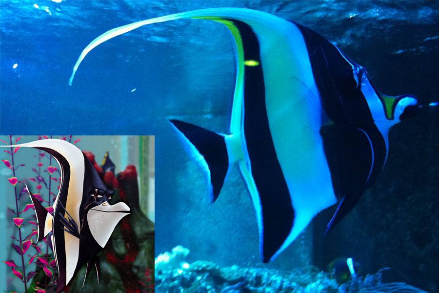 Procurando Nemo: Gil é semelhante ao peixe zanclus Procurando Nemo: Gil é semelhante ao peixe zanclus