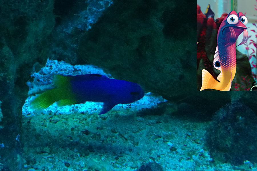 Procurando Nemo: Gurgle foi inspirada na pequena esp&eacute;cie gramma loreto