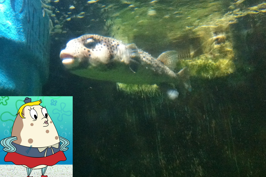 Professora de Bob Esponja, Senhora Puff, foi inspirada no peixe baiacu-de-espinho Professora de Bob Esponja, Senhora Puff, foi inspirada no peixe baiacu-de-espinho