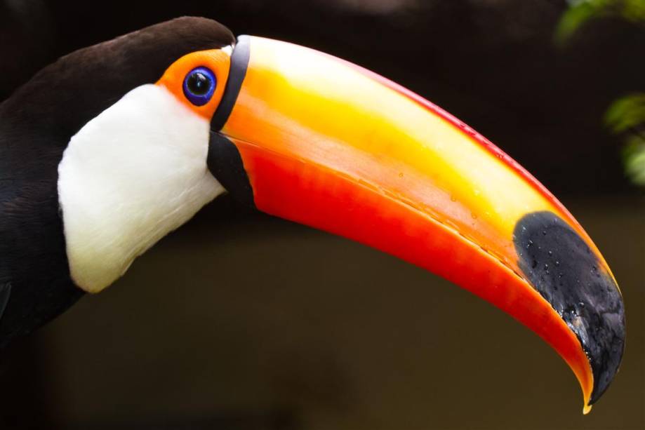 Tucano-toco: sua beleza o faz alvo do tráfico de animais. Como os outros animais desta galeria, este exemplar vive no Zoológico de São Paulo Tucano-toco: sua beleza o faz alvo do tráfico de animais. Como os outros animais desta galeria, este exemplar vive no Zoológico de São Paulo