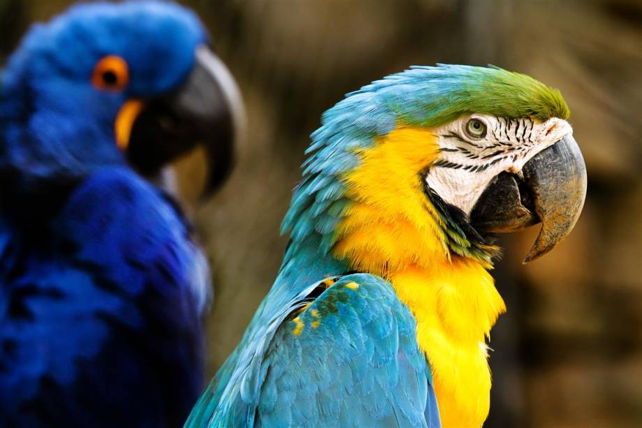 Arara-canindé: Pode medir 80 centímetros de comprimento. É encontrada desde a América Central até o sudeste do Brasil, Bolívia e Paraguai. Arara-canindé: Pode medir 80 centímetros de comprimento. É encontrada desde a América Central até o sudeste do Brasil, Bolívia e Paraguai.