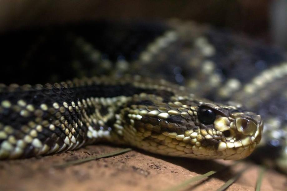 Cascavel: o guiso na extremidade da cauda é a característica mais conhecida dessa serpente, que não chega a medir 2 metros. Cascavel: o guiso na extremidade da cauda é a característica mais conhecida dessa serpente, que não chega a medir 2 metros.