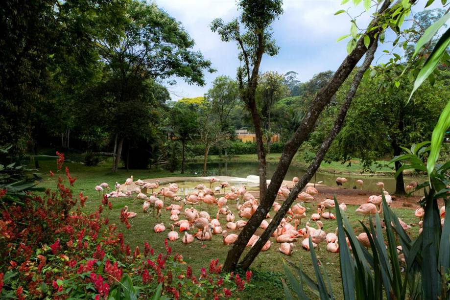 Flamingo: existem cinco espécies do animal no mundo. No Brasil, há apenas o flamingo-chileno (como na imagem). Flamingo: existem cinco espécies do animal no mundo. No Brasil, há apenas o flamingo-chileno (como na imagem).